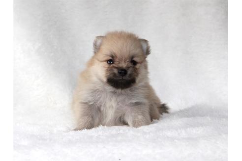 成約済の大阪府のポメラニアン-83026の2枚目